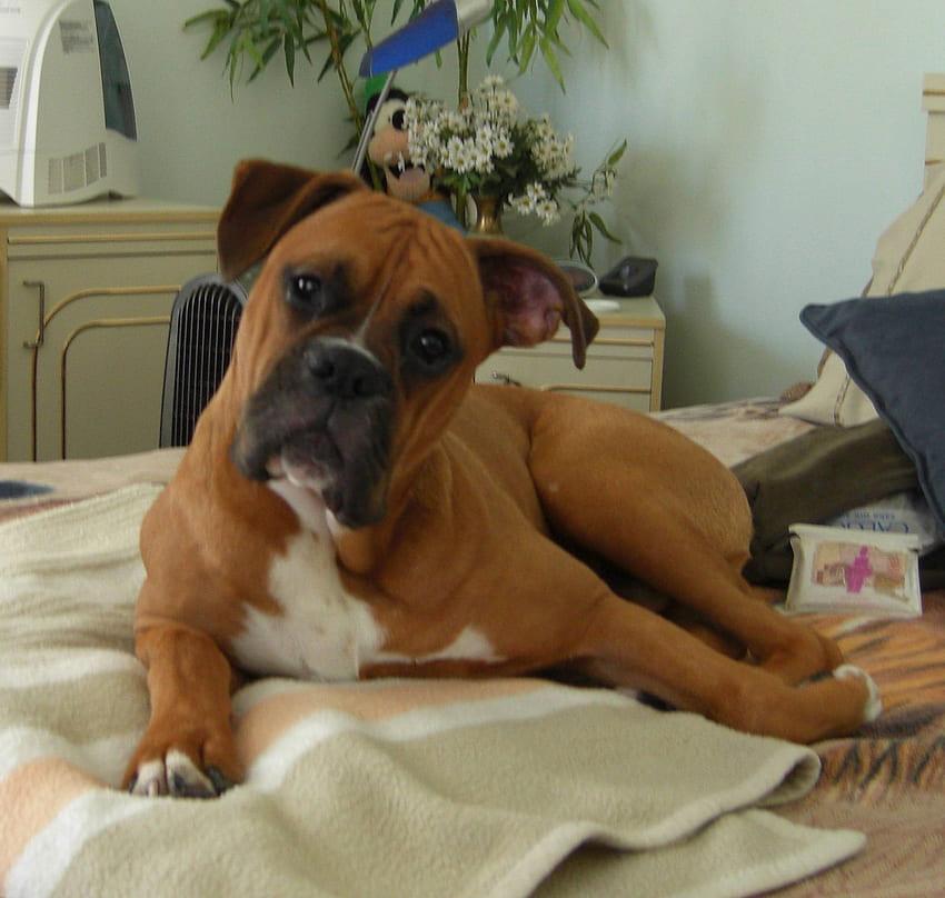 Boxer on the bed and . Beautiful Boxer on the bed, Happy Birtay Dog HD wallpaper