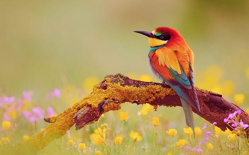 INCREDIBLE WILD LIFE, Wild Bird의 노래 HD 월페이퍼
