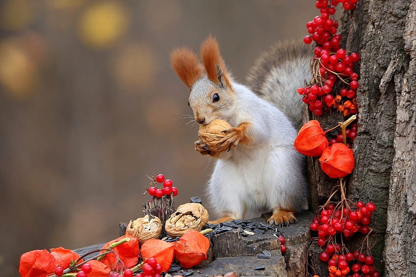 Squirrel, red, nuts, nature, berry, veverita, tree, animal, autumn, toamna HD wallpaper