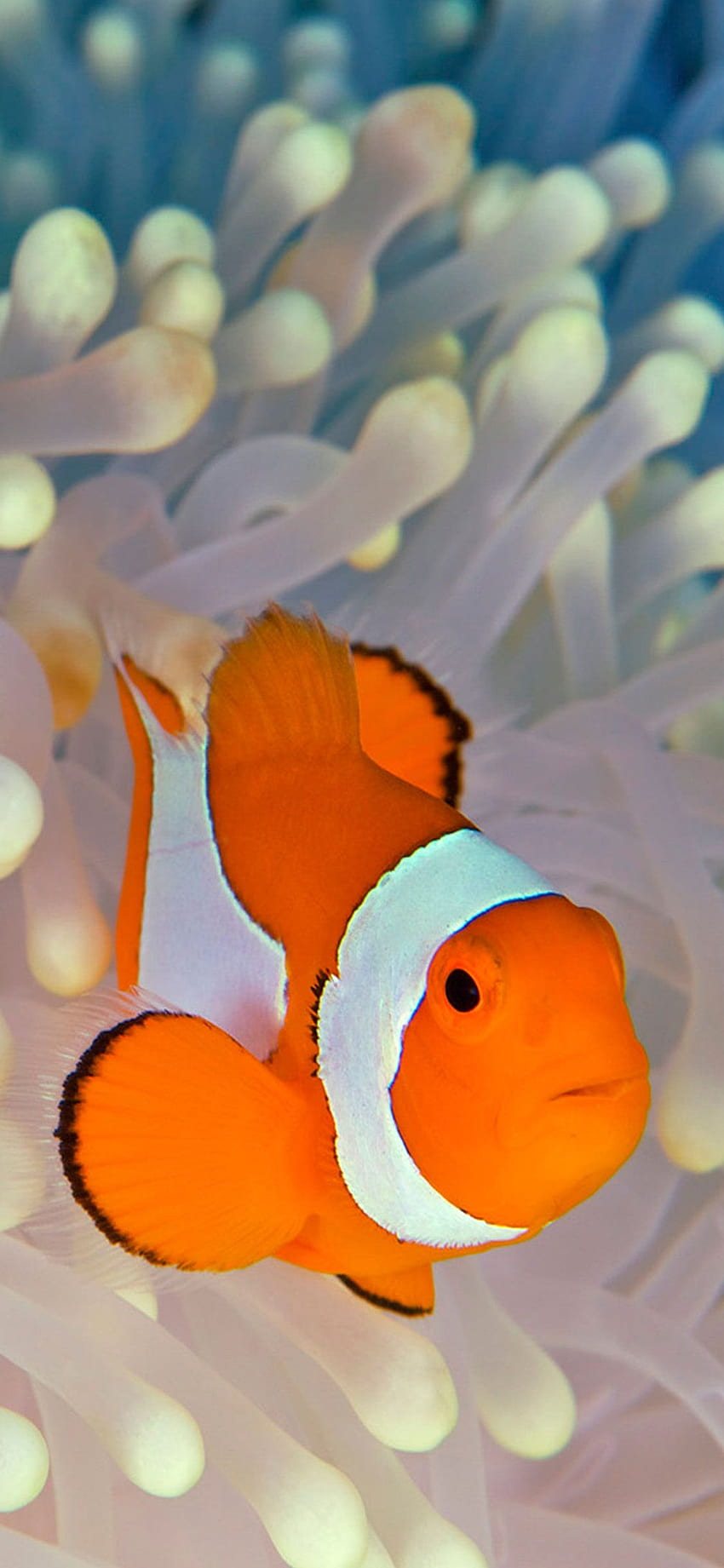 Wallpaper Colourful Fish Anemone Fish Clownfish  Best Free wallpapers