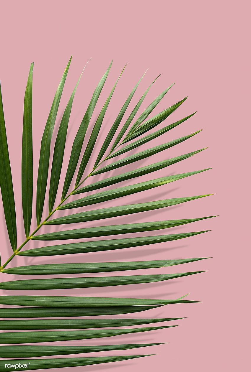 Тропически лист с летни вибрации в розова основа. премия от. Тропически листа, листа за iphone, палмово листо HD тапет за телефон