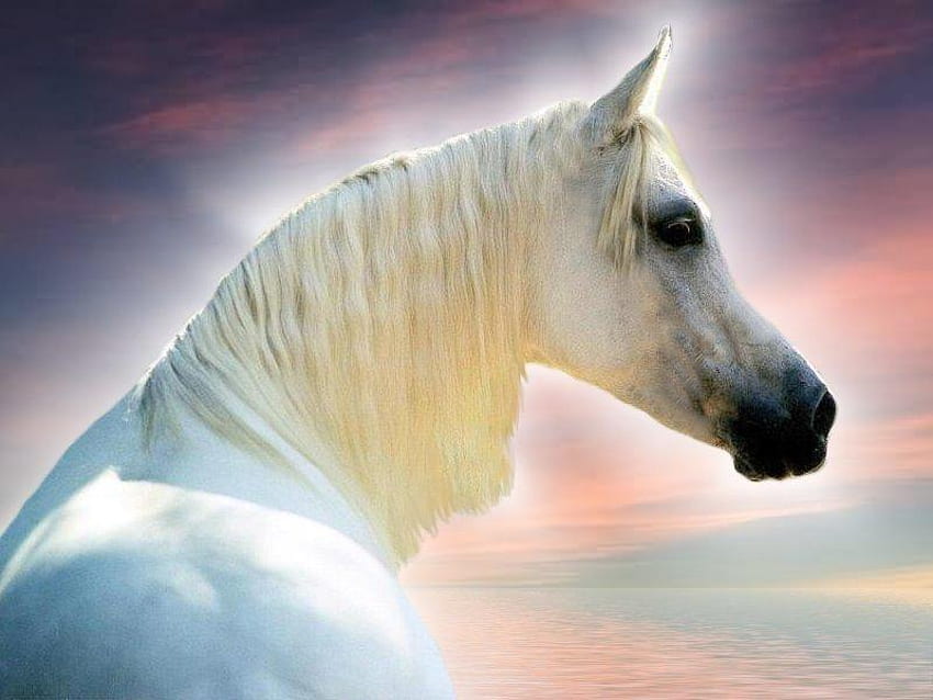 The Arabian, white horses, arabians, sky, nature, pink skys, ocean HD wallpaper