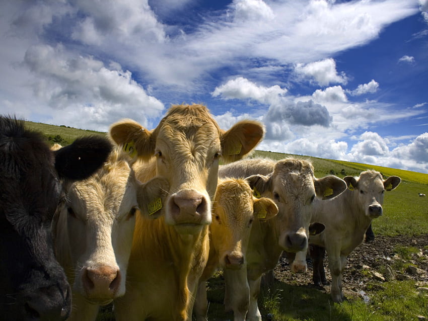 Cows , cow, animals HD wallpaper