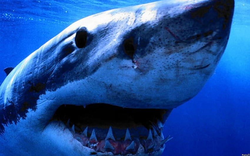 grande squalo bianco, bianco, squalo, animali Sfondo HD