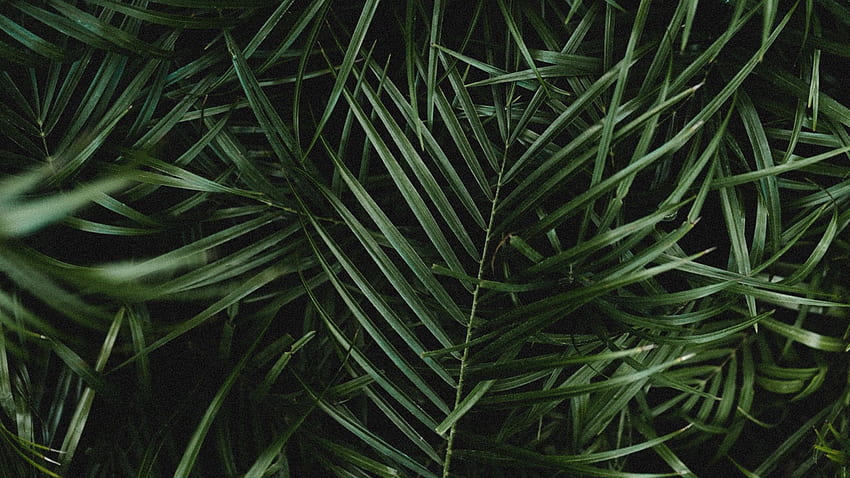 Палма, листа, клони, растение, зелено, тъмно - палмови листа тъмно - и фон, тъмно зелен лист HD тапет