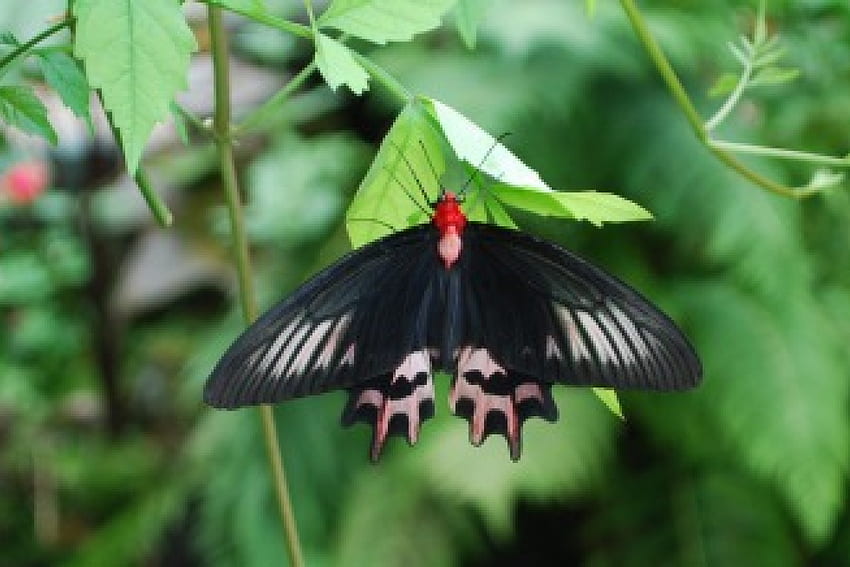 Black and Red Butterfly, black, butterfly, red HD wallpaper