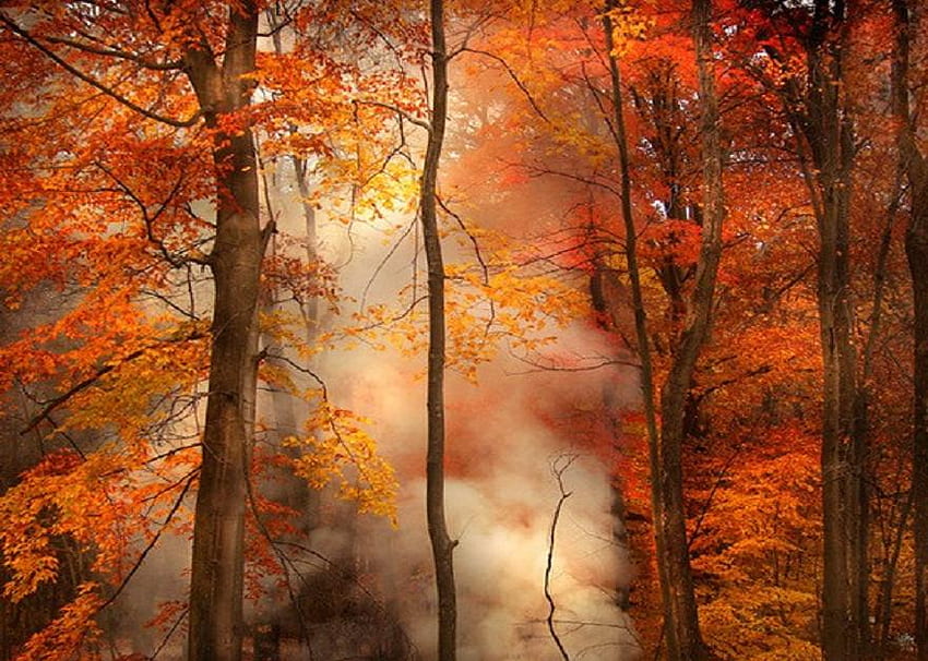 Nebbie autunnali, alberi, autunno, fitta nebbia, arancione Sfondo HD
