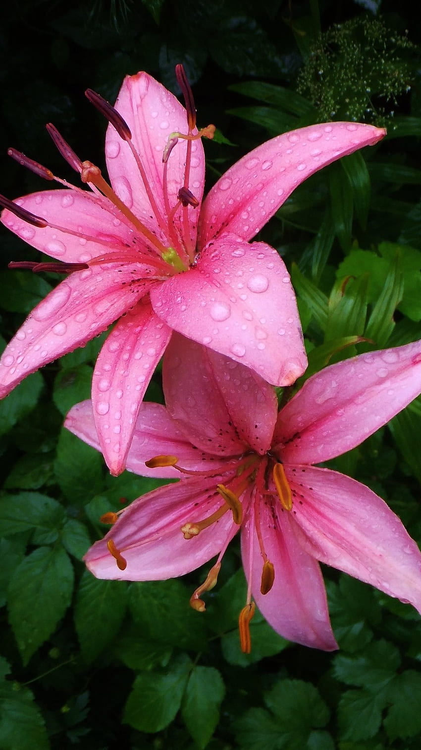 Pink Lily, Adorable, Flower, Background HD phone wallpaper | Pxfuel