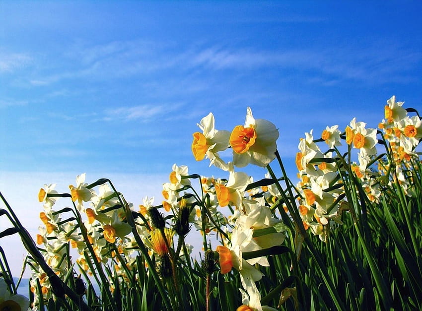 Blumen, Himmel, Narzissen, Blumenbeet, Blumenbeet, Frühling, Stimmung HD-Hintergrundbild