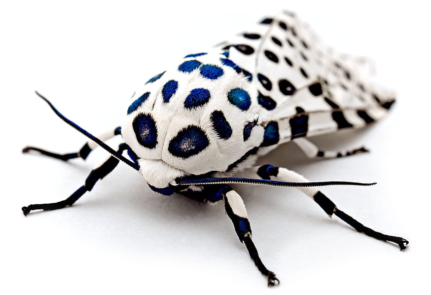 Macro, Spotted, Spotty, Surface, Insect, Wings HD wallpaper