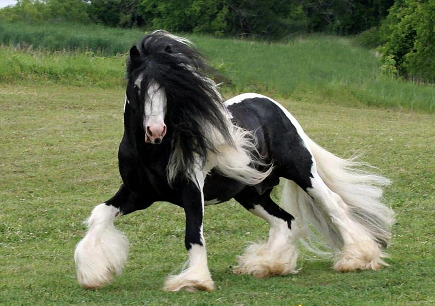 Gypsy Vanner Horse F5, животно, кон, широк екран, Gypsy, графика, коне HD тапет