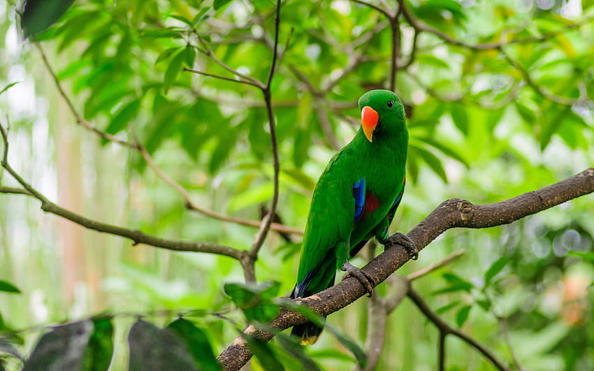 Green Parrot sitting on the Branch of a tree 3840 x 2400 HD wallpaper