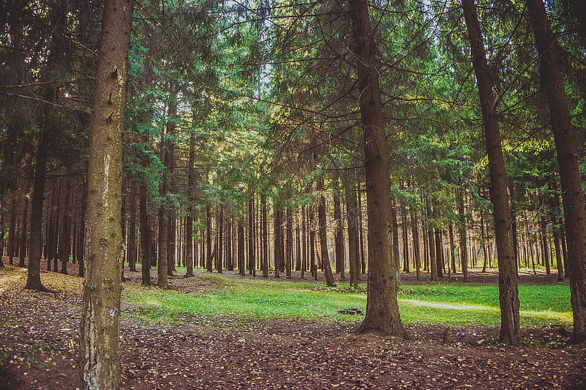 Alam, Pohon, Pinus, Hutan Wallpaper HD