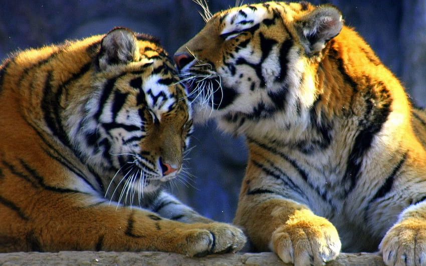 Animales, tigre, cuidado, caricia de depredadores, afectos de depredadores fondo de pantalla