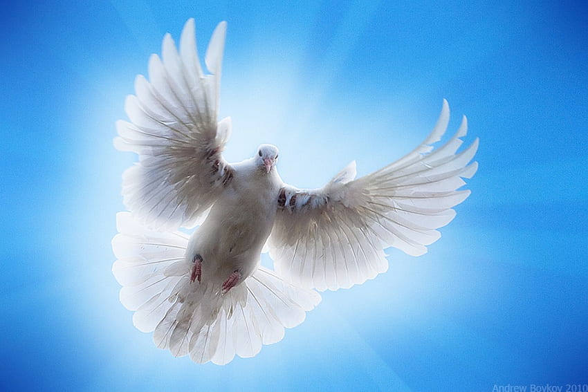 WORLD PEACE, white, feathers, dove, flight, world, peace HD wallpaper