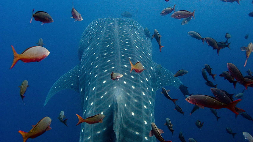 Whale Shark. for Android HD wallpaper