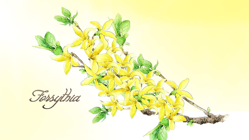 Форзиция, firefix persona, жълто, цвете, ярко, флорално, пролет, флора HD тапет