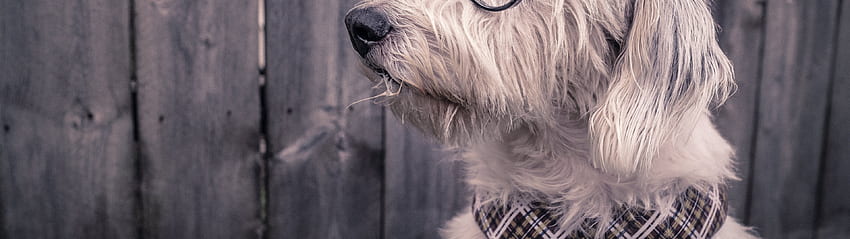 Cachorro, Engraçado, Óculos, Fundo de madeira, Fofo, Animais, Girassol estético para cães papel de parede HD