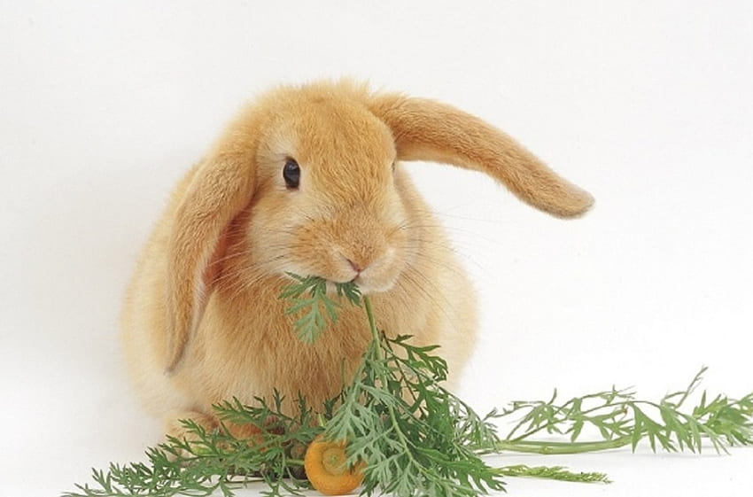 cute little bunny, bunny, rodents, cute, animals HD wallpaper