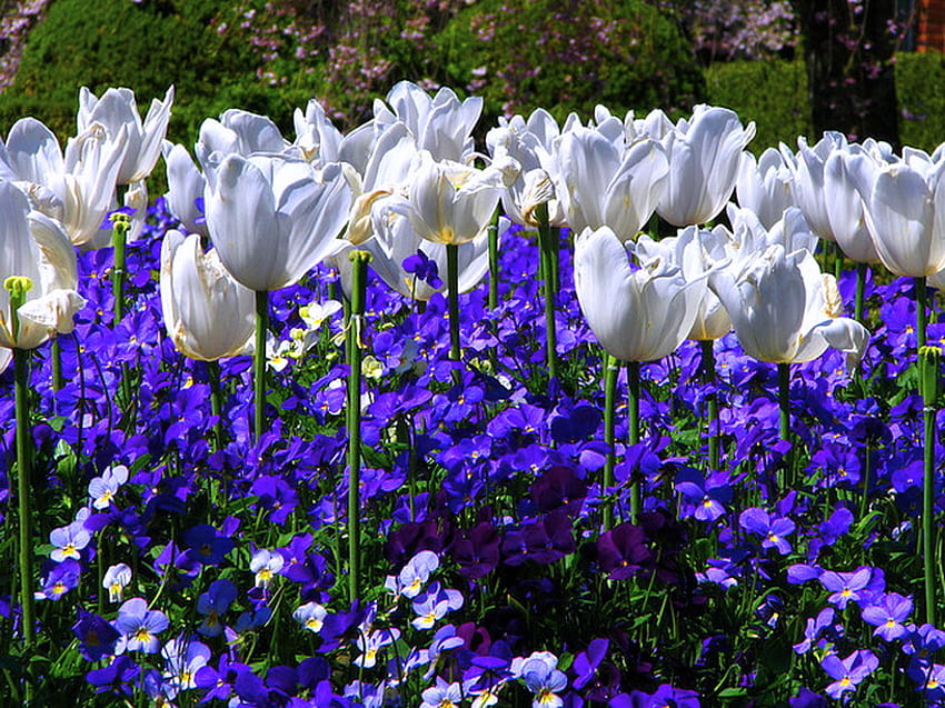 Tulipas e amores-perfeitos, amores-perfeitos, roxo, branco, flores, tulipas, primavera papel de parede HD