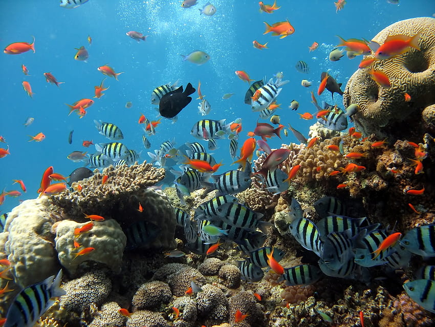 Ryby, zwierzęta, ocean, podwodny świat Tapeta HD