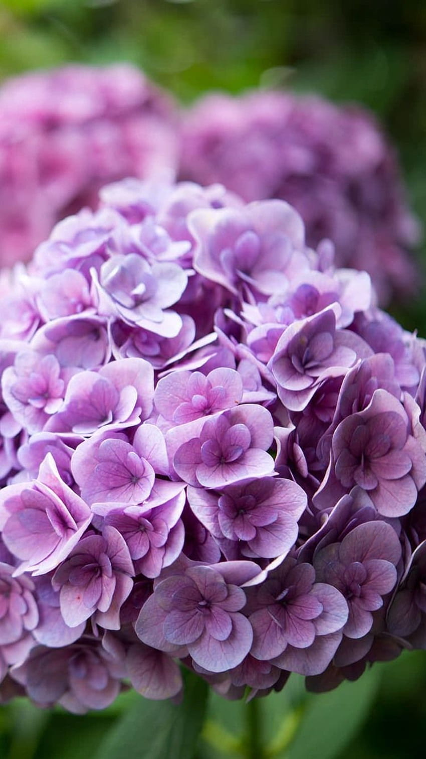 Purple Hydrangea, Garden Flowers IPhone 8 7 6 6S HD phone wallpaper