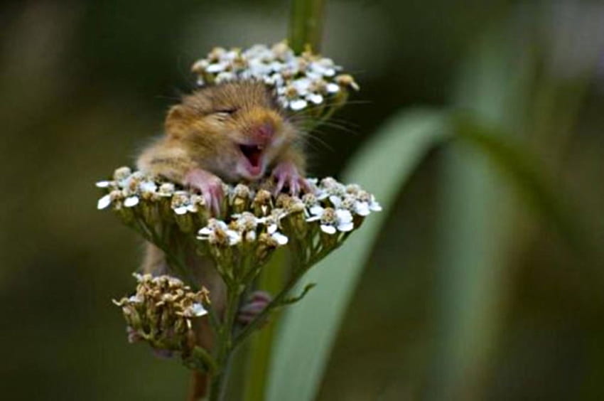 hamster on a flower, sneeze, laugh, small, smile HD wallpaper