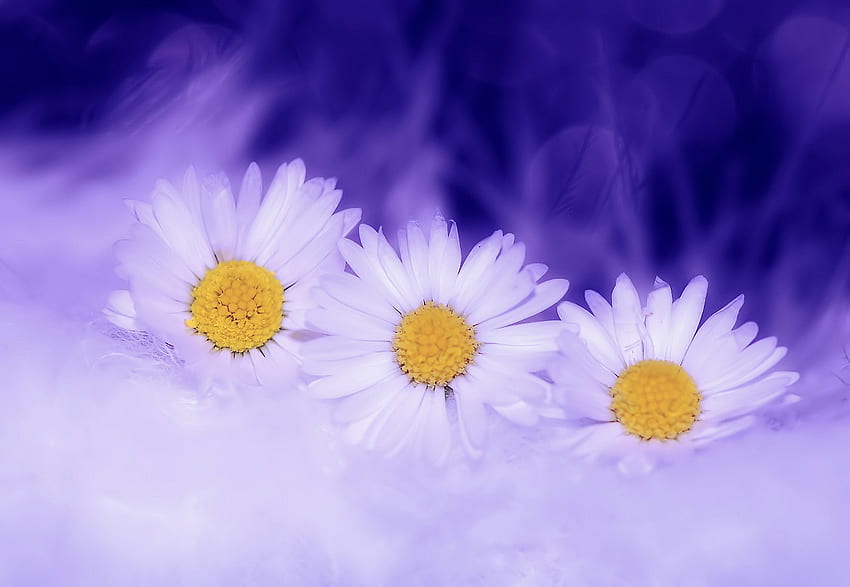 Blumen, Kamille, Makro, Blütenblätter, Kamille HD-Hintergrundbild