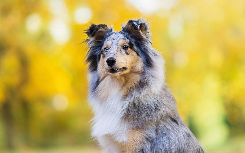 gray collie, cute fluffy big dog, pets HD wallpaper