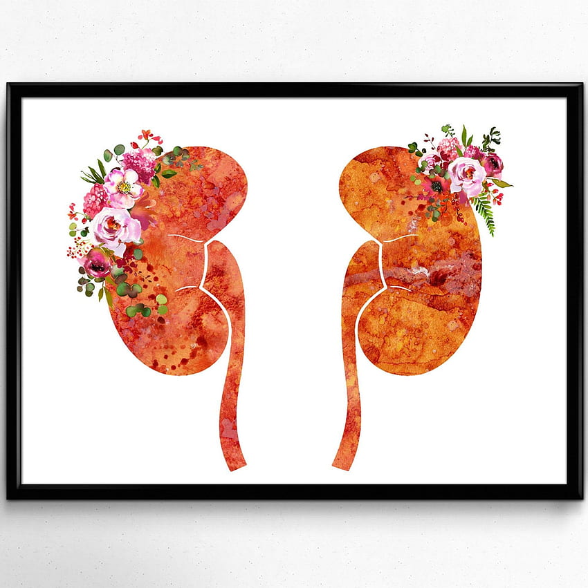 The Kidneys anatomy, watercolor, human kidneys poster, urology art, kidney illustration, flower, floral, floral medical art, flowers (1187). Medical art, Flower illustration, Art HD phone wallpaper