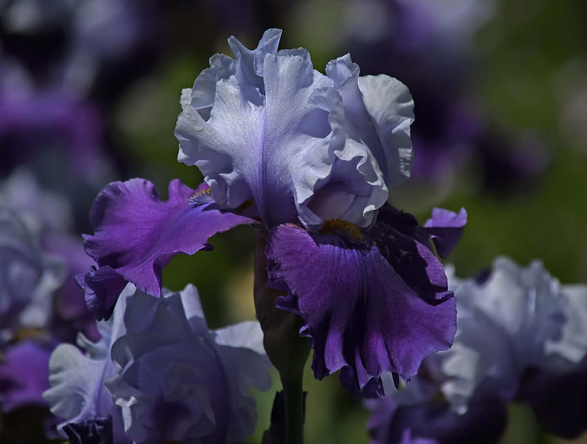 Iris, Makro, Blütenblätter, Lila HD-Hintergrundbild