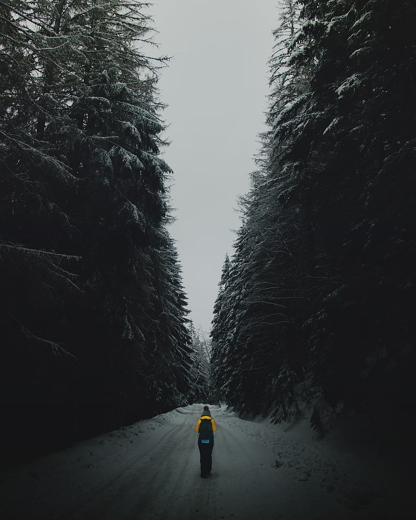 Winter, Nature, Twilight, Snow, Silhouette, Road, Forest, Dusk HD phone wallpaper
