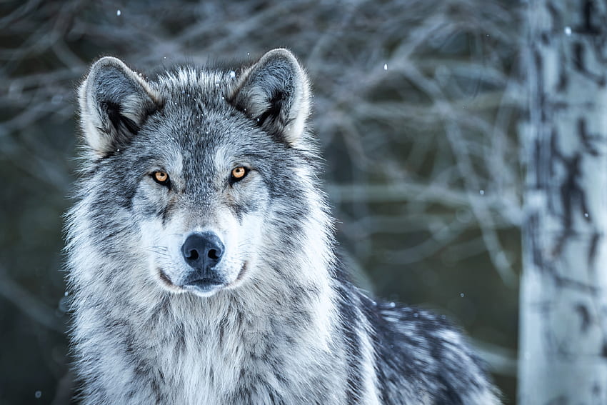 Montana Grey Wolf, grey, animals, eyes, wolf, usa HD wallpaper
