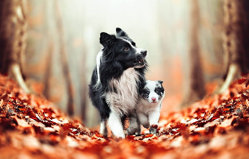 Autumn, dogs, leaves, puppy, bokeh, The border, Autumn Pets HD