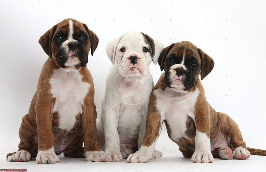 Boxer Puppy . All Puppies, Boxer Dog HD wallpaper