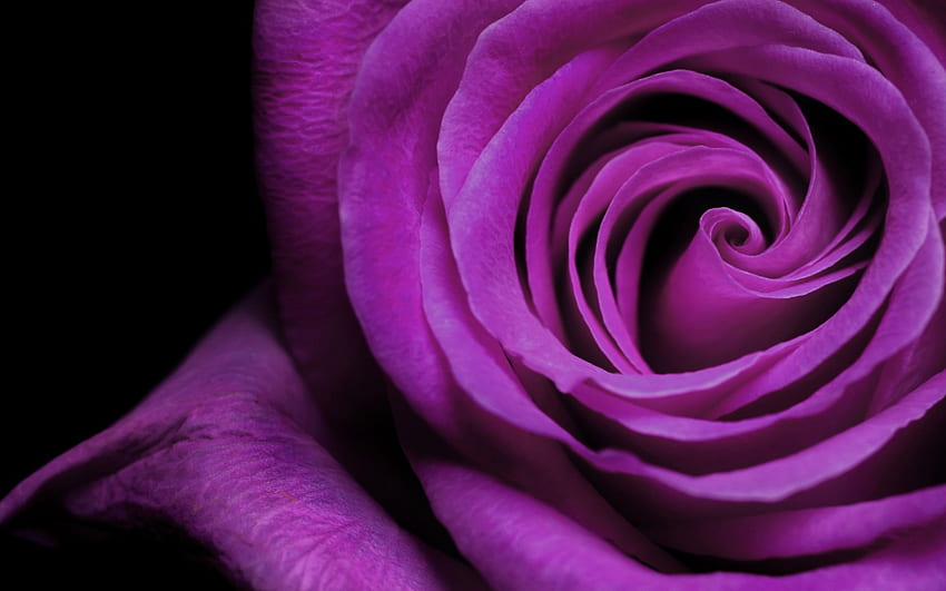 Piękne Purpurowe Serce Piękna róża [] dla Twojego telefonu komórkowego i tabletu. Przeglądaj Najpiękniejsze z serc. Fajne serce, serce, serce na Facebooku, czerwone i fioletowe serce Tapeta HD