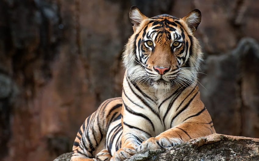 Tiger, animal, big wild, cat HD wallpaper