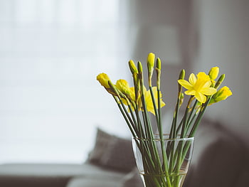 Flowers, Narcissussi, Bouquet, Vase HD wallpaper | Pxfuel