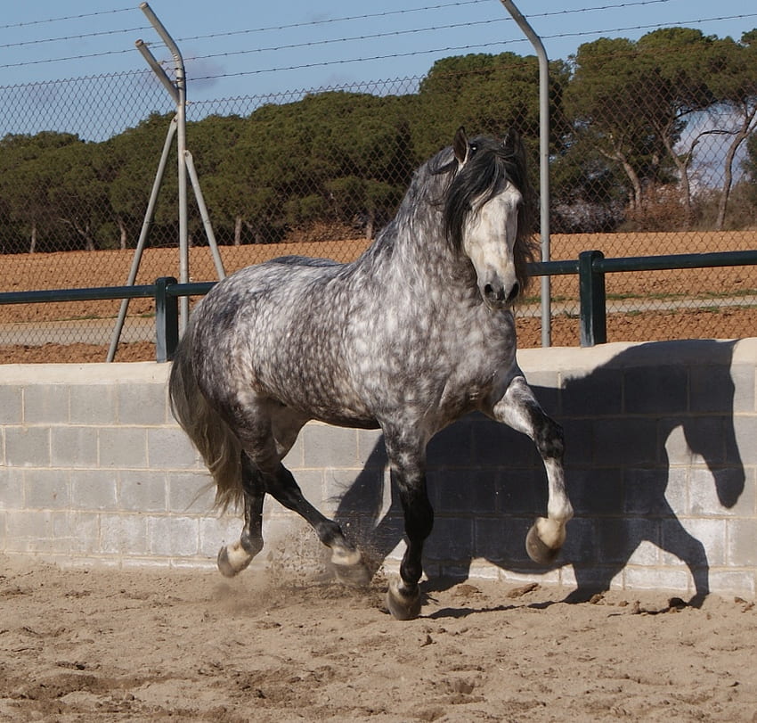 얼룩덜룩한 회색 안달루시아, 안달루시아 말, 말, 스페인 말, 동물, 이베리아 말 HD 월페이퍼