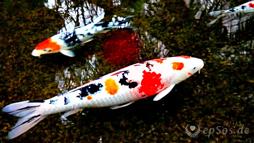 Schöner Koi-Fisch-Teich, japanischer Koi-Fisch-Teich HD-Hintergrundbild