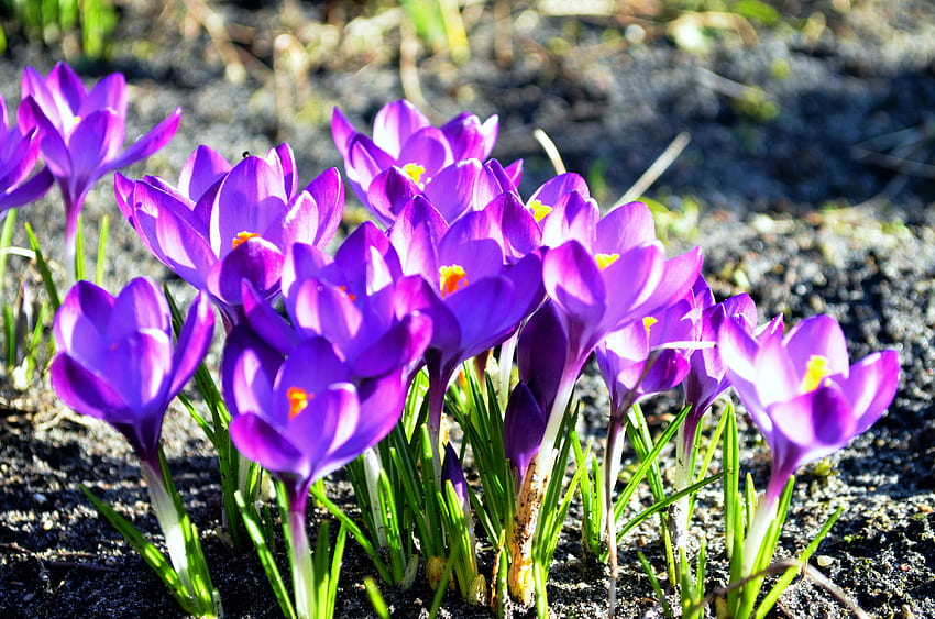 Couleurs du printemps, soleil, plantes, crocus, fleurs, jardin Fond d'écran HD