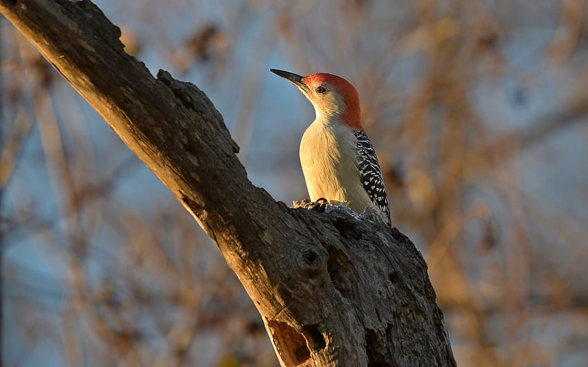 Red-bellied Woodpecker, woodpecker, bird, wood, Canada HD wallpaper