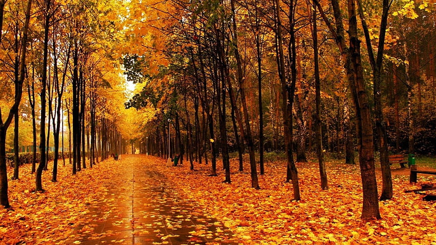 Trees: Landscape Autumn Forest Fall Path Tree Nature Trail Leaf, Vintage Fall HD wallpaper