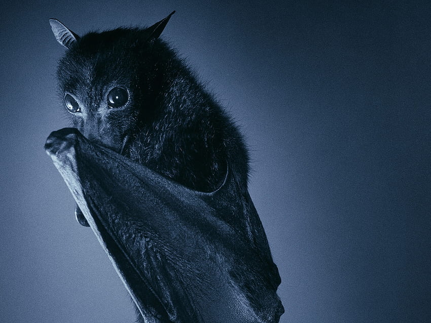zorro volador bebé murciélago lindo murciélago [] para su, móvil y tableta. Explora Murciélagos. Murciélago y amapola , Bate de béisbol , Murciélago computarizado , Murciélagos voladores fondo de pantalla