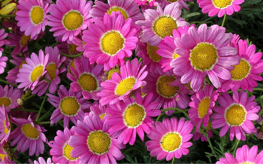 식물 아름다운 꽃 핑크 마거리트 데이지 HD 월페이퍼