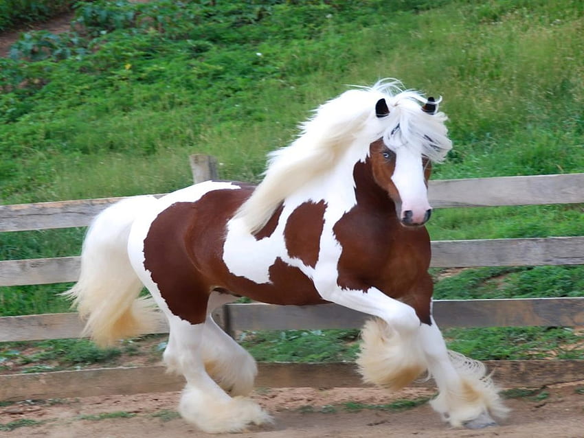 Gypsy Vanner Horse Forcom [] สำหรับมือถือและแท็บเล็ตของคุณ สำรวจยิปซีที่สวยงาม ยิปซีสวย ยิปซี ยิปซีโบฮีเมียน วอลล์เปเปอร์ HD