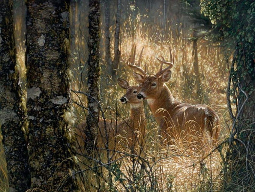 Pin by Ann Webster on Painted Rocks  Deer pictures Hunting wallpaper  Whitetail deer pictures