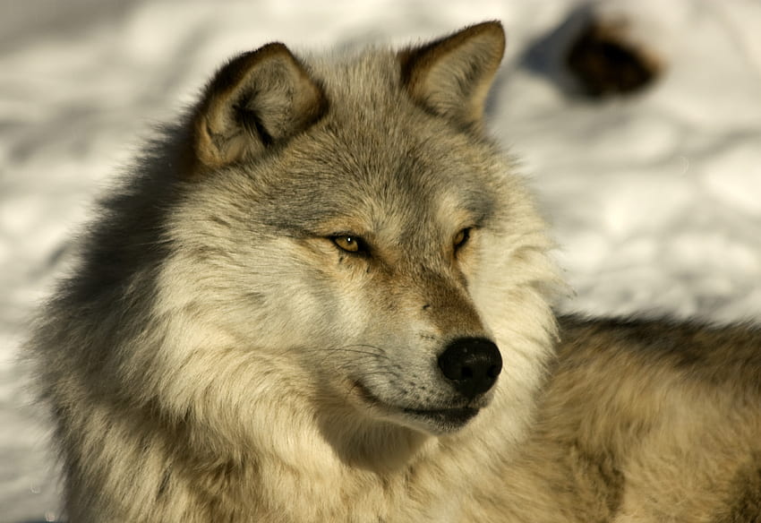 beautiful wolf, animal, fur, graphy, beautiful, nature, wolf, fluffy, wild HD wallpaper