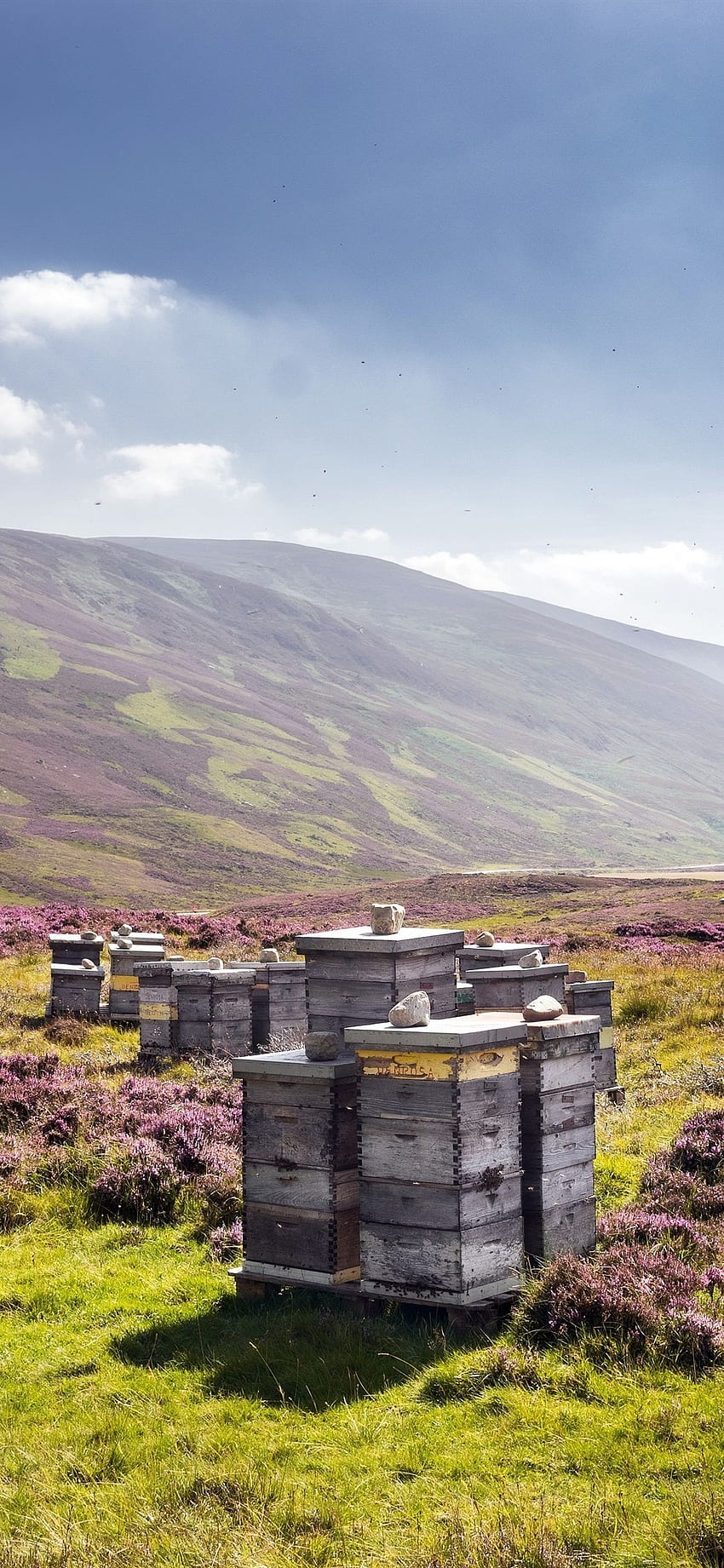 スコットランド, イギリス, 養蜂場, 自然, 山, 野草, IPhone 11 Pro XS X, 背景, , 養蜂場 HD電話の壁紙