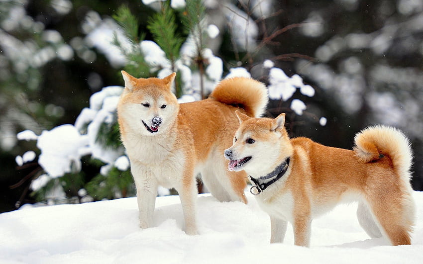 Animales, Perros, Nieve, Juguetón, Akita Inu fondo de pantalla